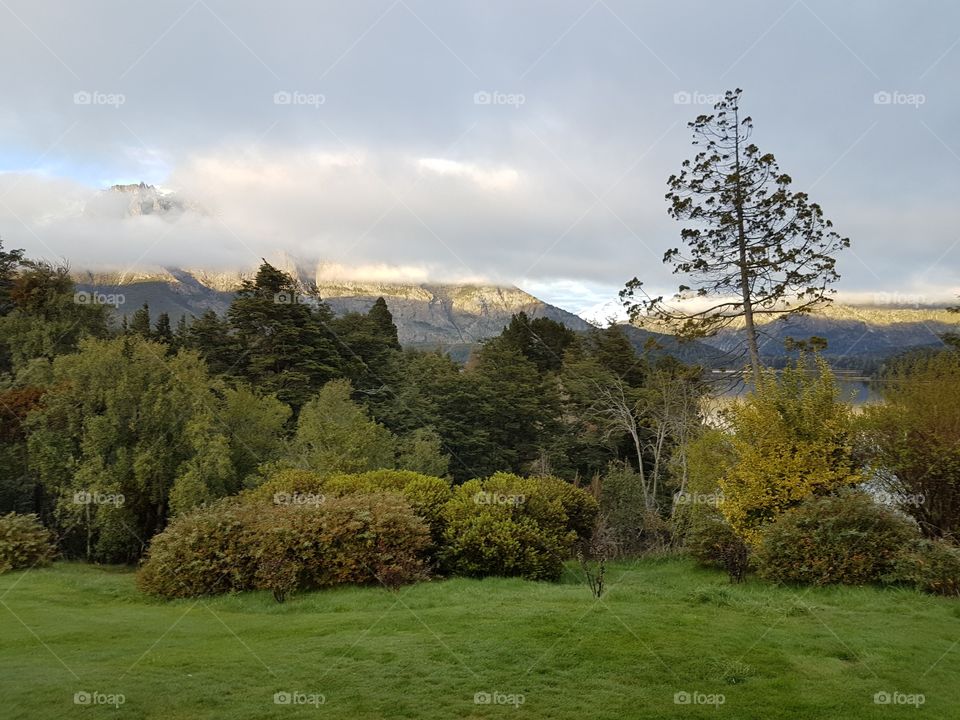 forest near andes mountain in bariloche on spring