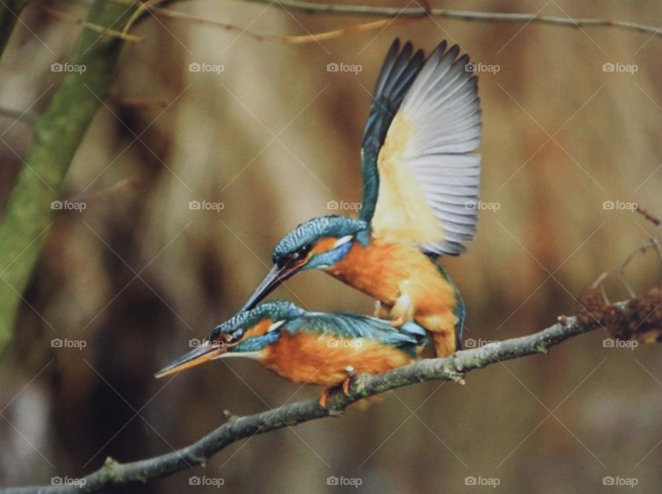 Kingfishers mating at the beck