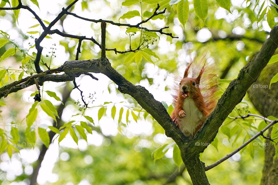 Squirrel eats a nut on a tree