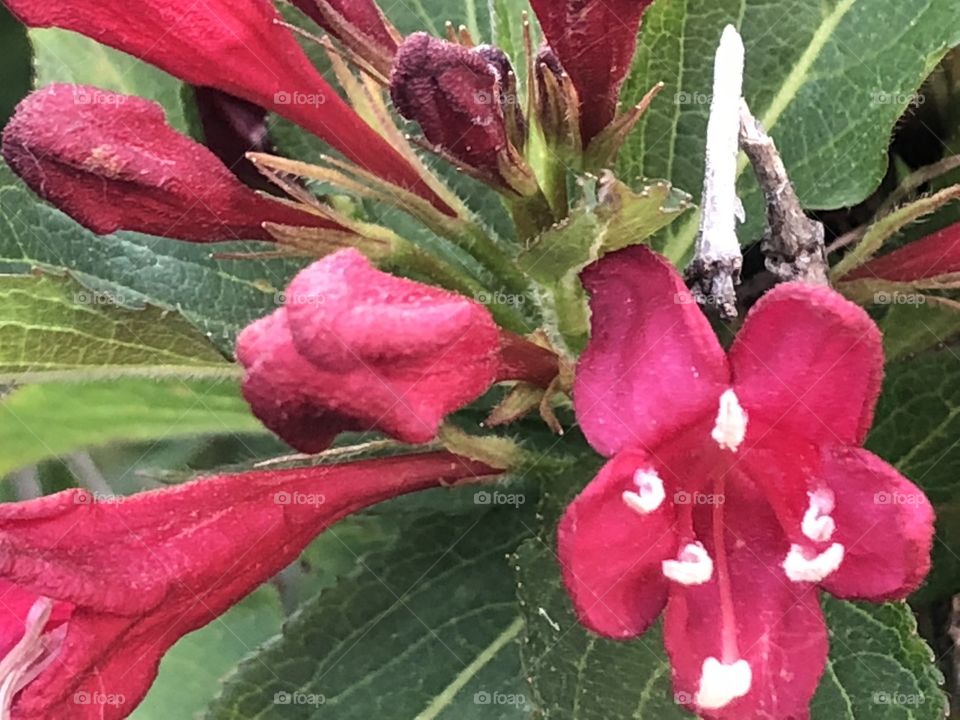 Blooming Shrub