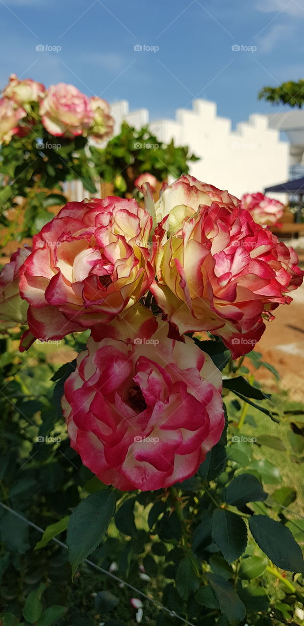 Flowers - Holambra- City of flowers