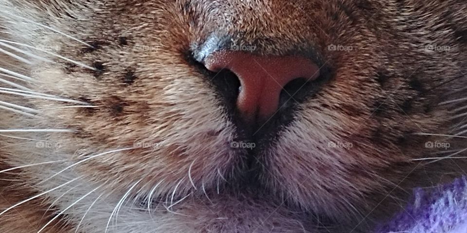 Nose of a hunter