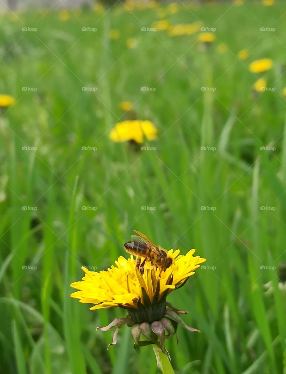 Battle: Winter vs. Spring