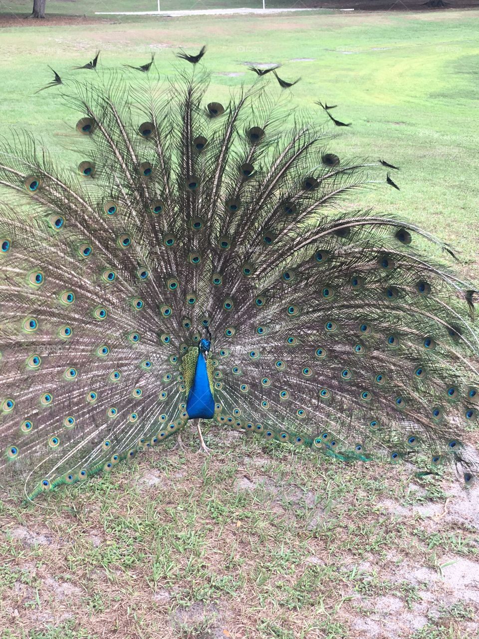 A beautiful peacock in a field of green grass 
