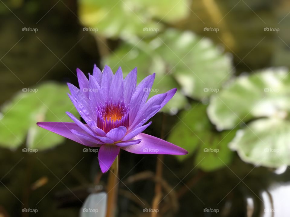 Lotus