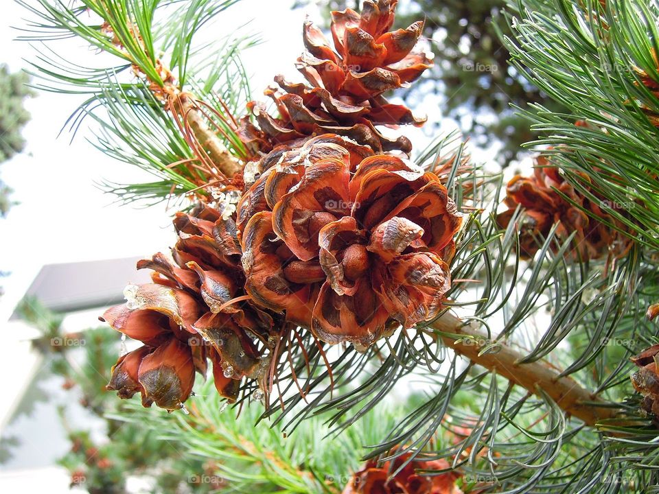 Tannenzapfen am Baum