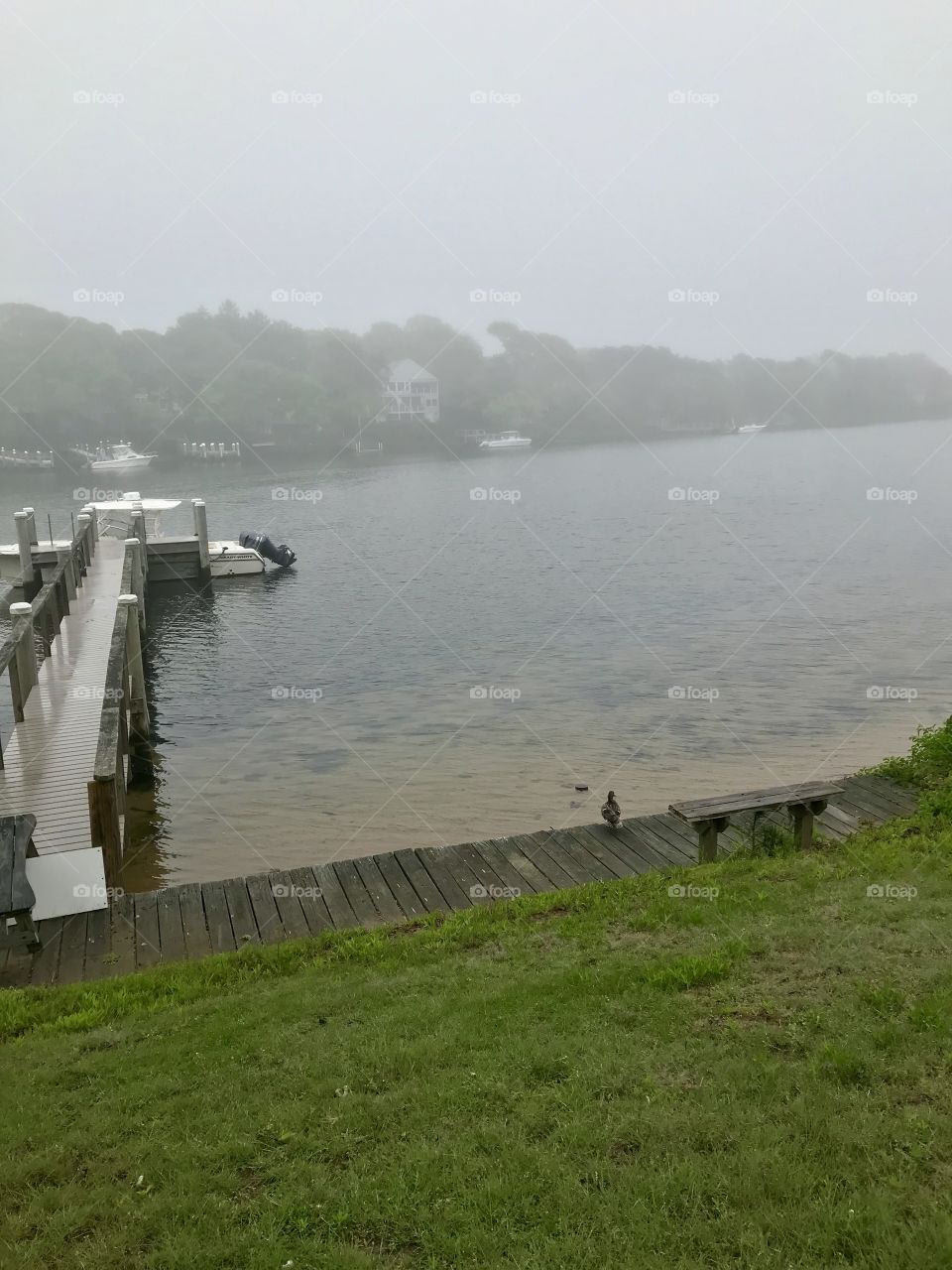 A little duck by the water.