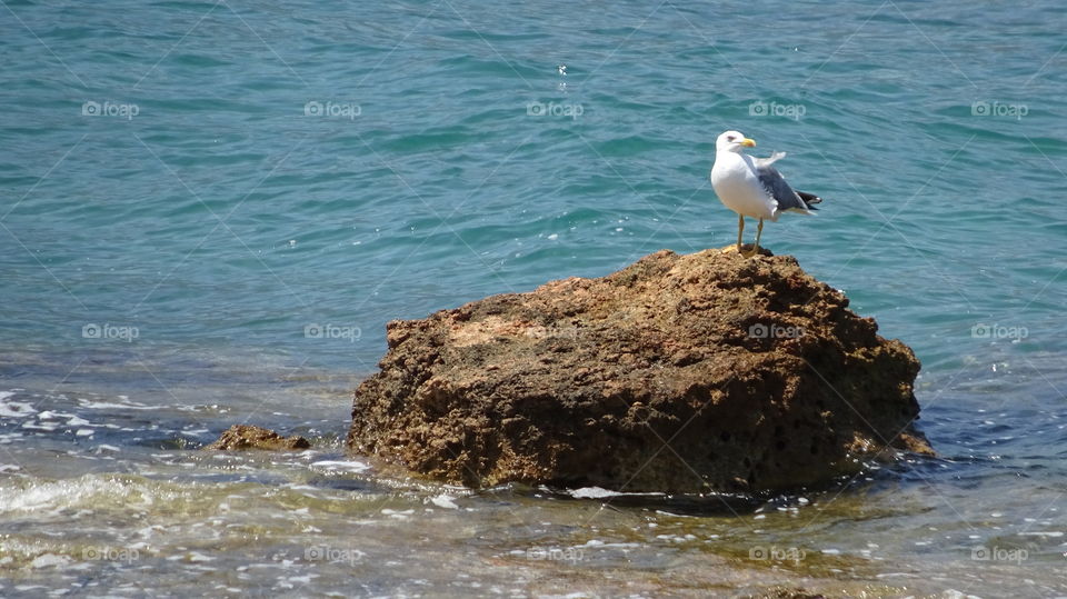 Seagull Greece Coast