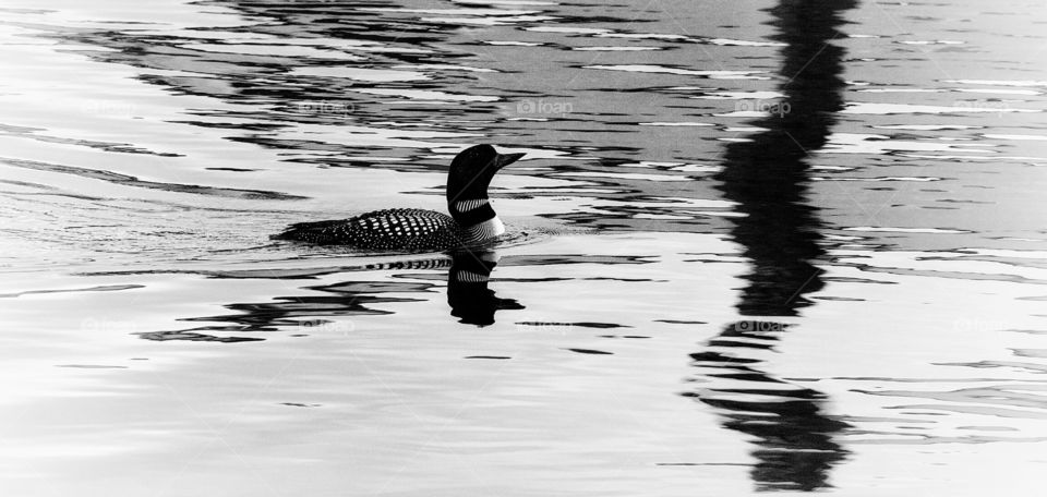 Loon in the lake