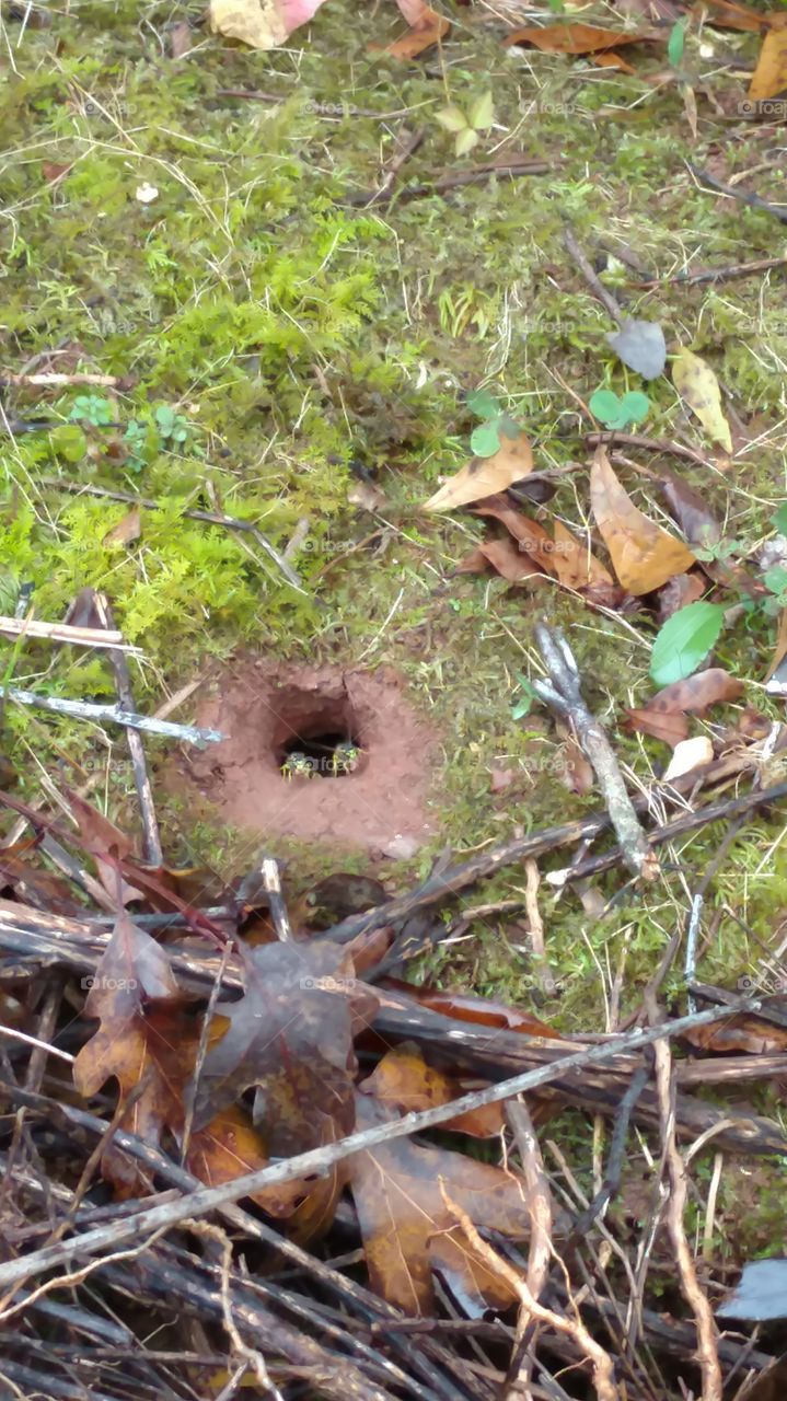 Nature, Leaf, Wood, Tree, Season