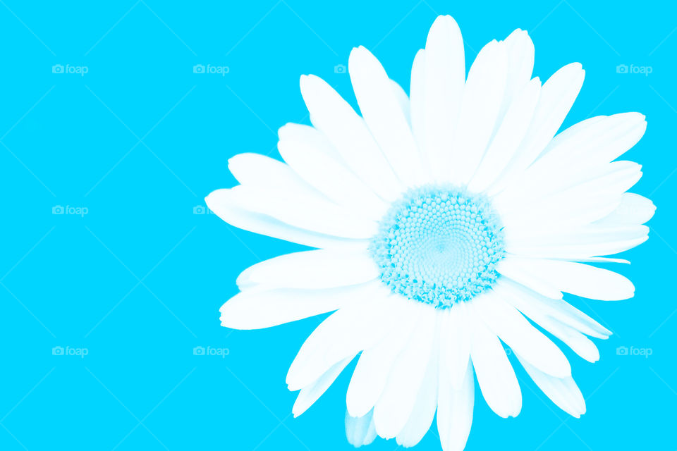 Bright blue daisy