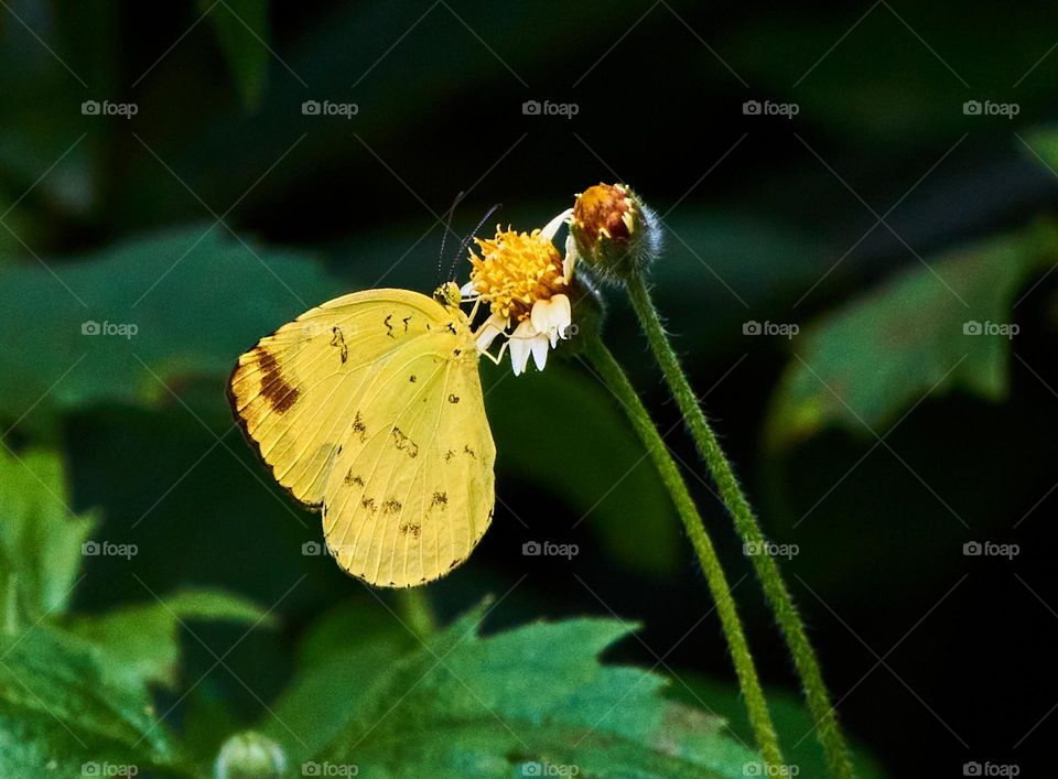 Yellow butterfly  - natural beauty