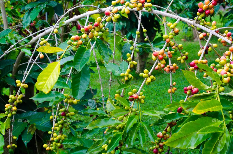 coffee beans