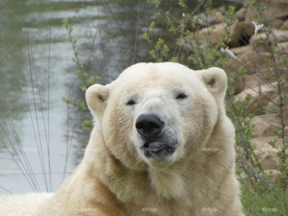 A close up of a polar bear 