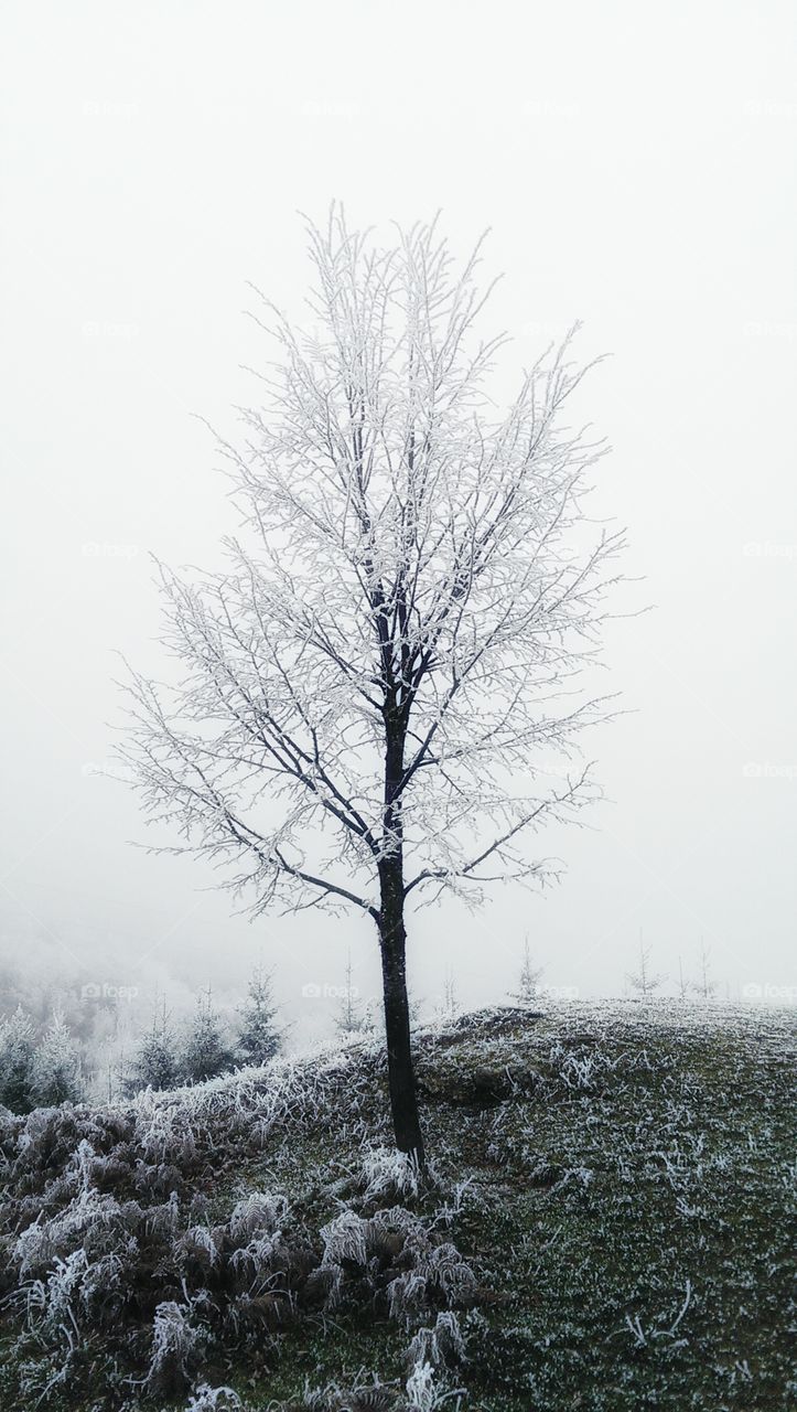 View of bare tree during winter