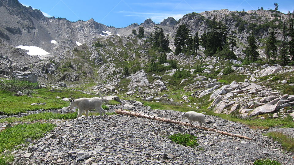 Coming across a herd of mountain goats with a gorgeous backdrop made this extremely difficult hike to The Lake of the Angels worth it