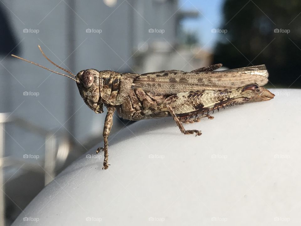 Grasshopper in the sun