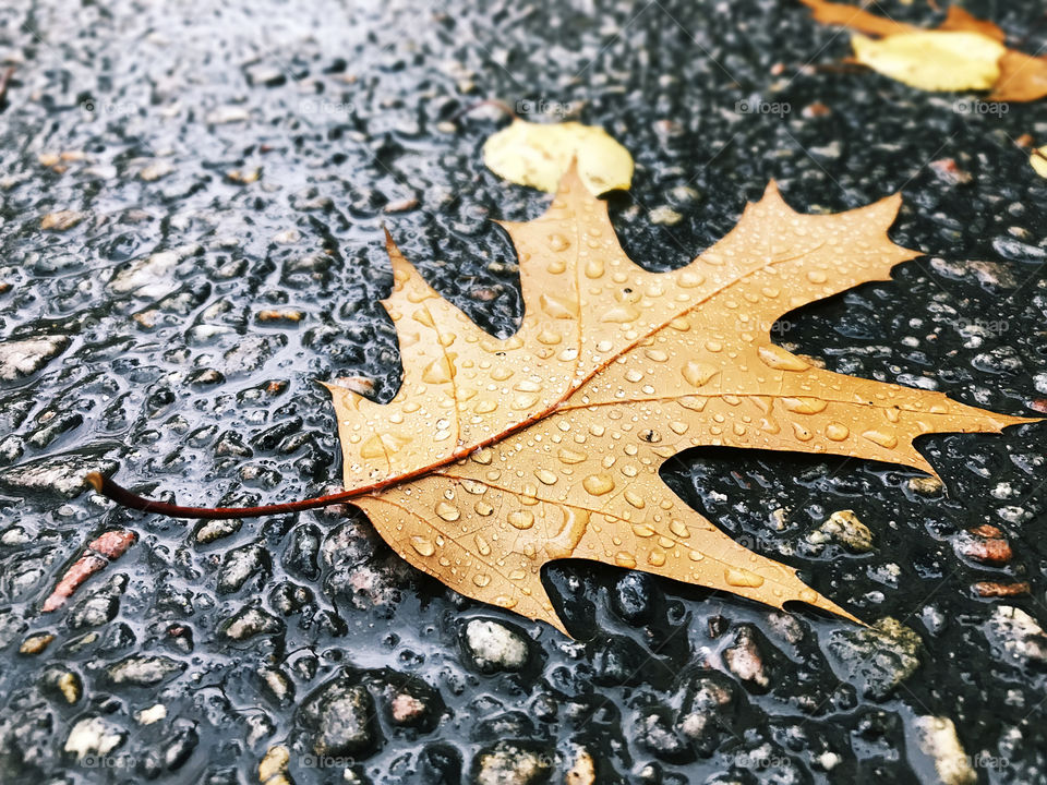 Wet fallen autumn leaf on asphalt 