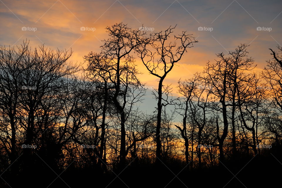 Trees against the colorful sky on sunset 