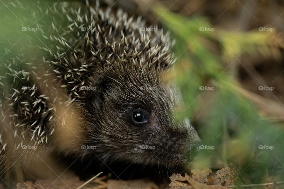 A hedgehog closeup