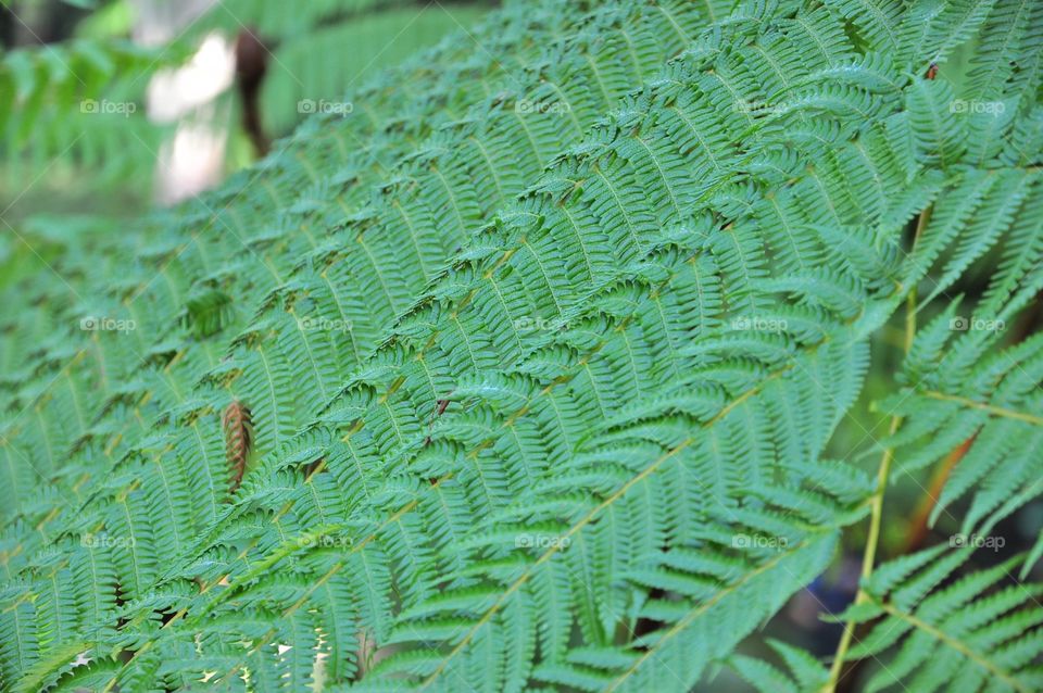 Close up of fern leaves for a background. Cyathea australis. Rough Tree Fern.