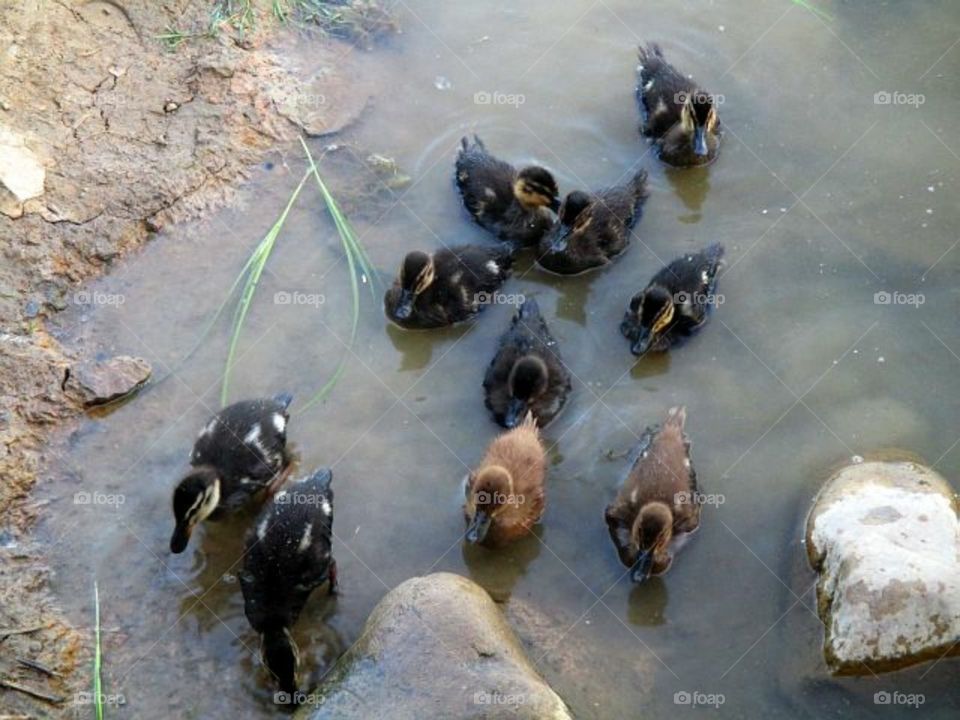 baby ducks