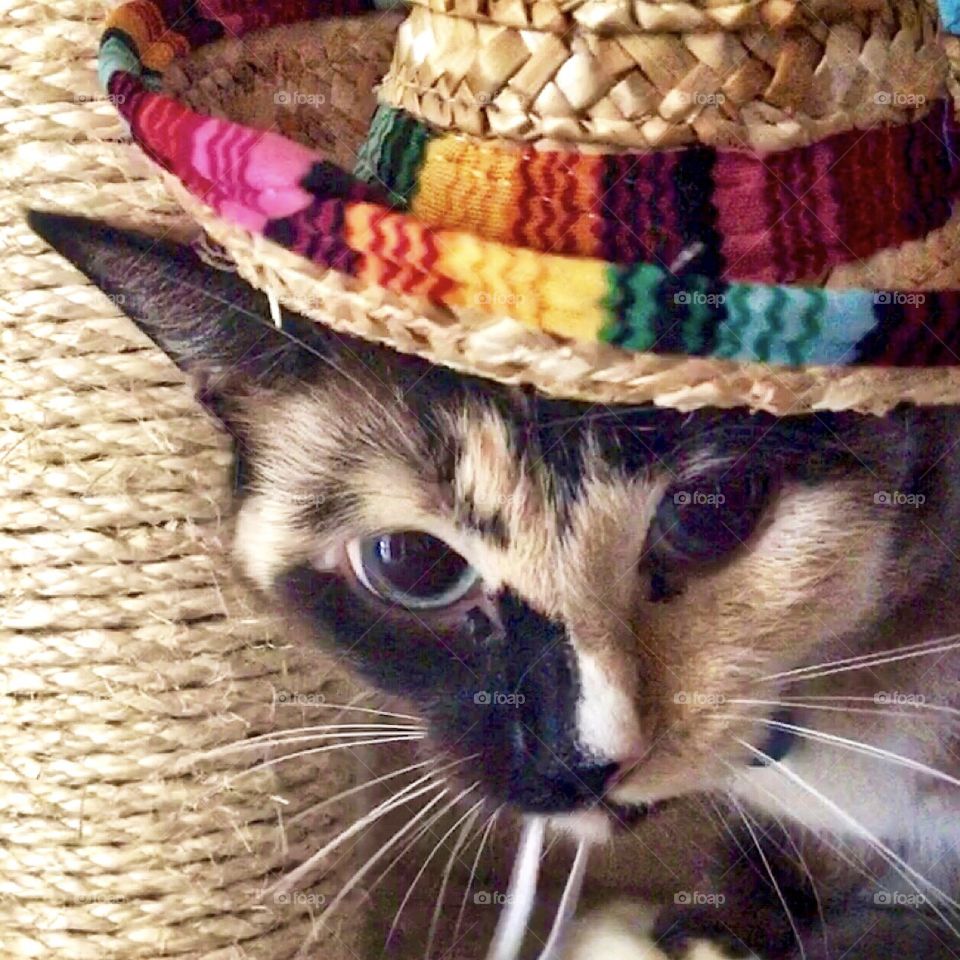 Pretty kitty wearing a colorful sombrero and keeping an eye out for any intruders 🐱