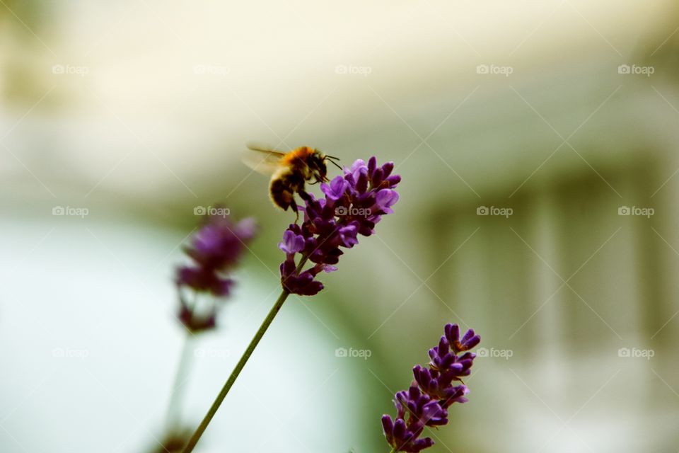 hardworking little bee