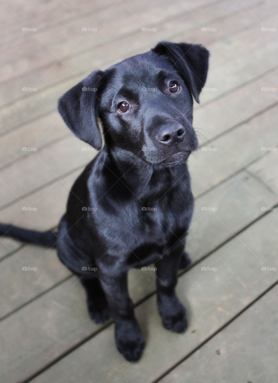 black lab puppy on wood deck