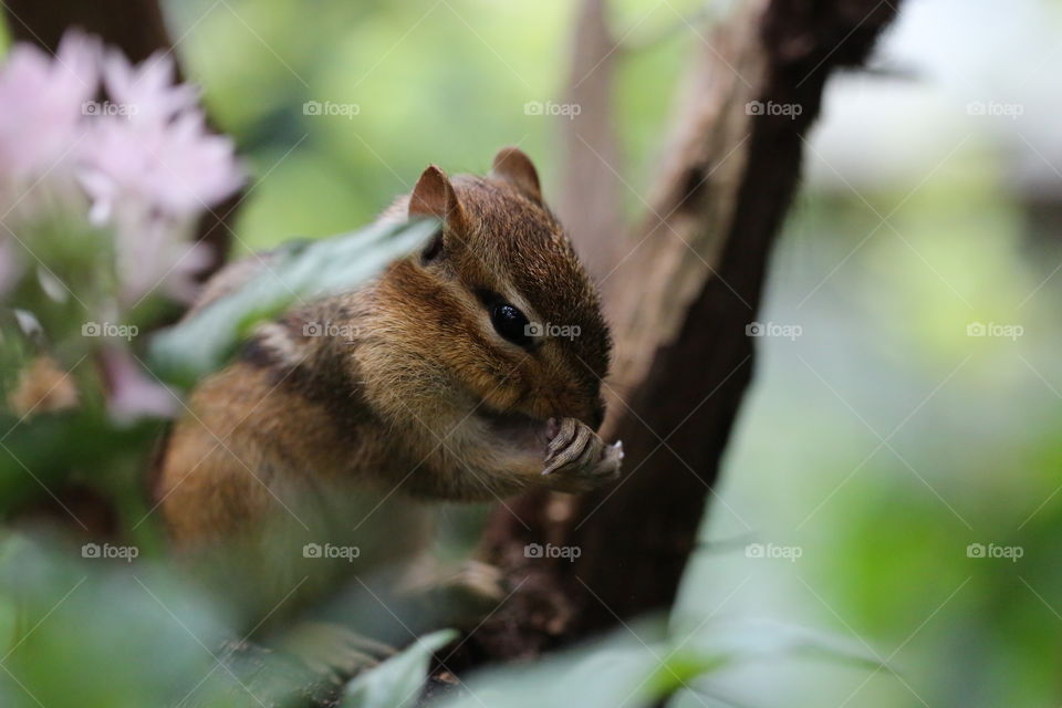 Chipmunk in the wild looking very cute