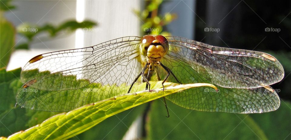 Dragonfly