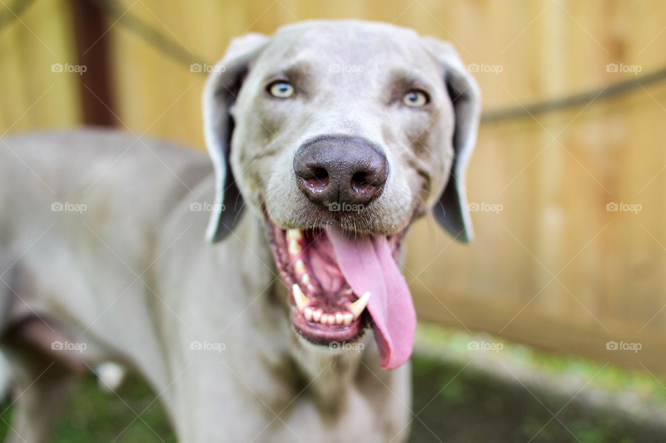 Close-up of a Weimaraner dog with his tongue hanging out outdoors in the summer
