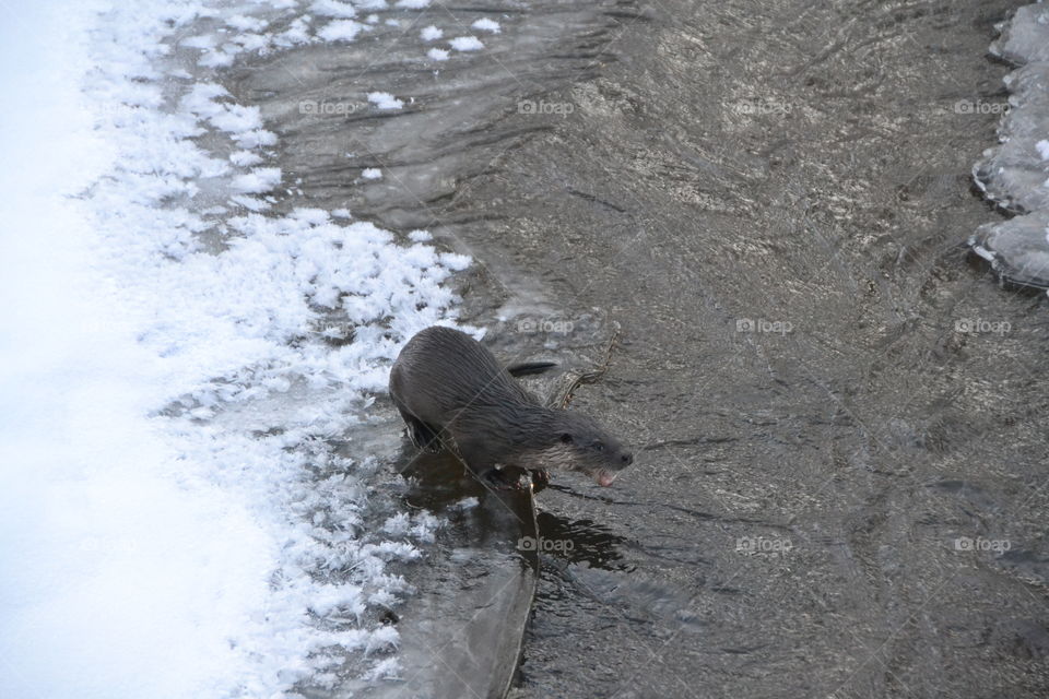 Otter captured in Keila-Joa, Estonia.