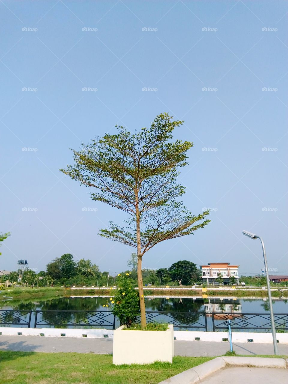 tree,sky,water,landscape