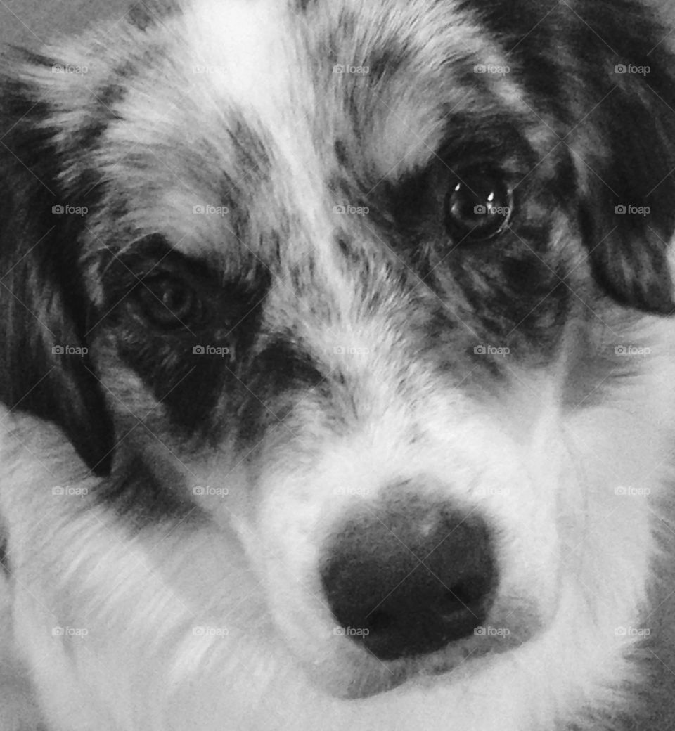 Up close photo of our Miniature Australian Shepherd. 