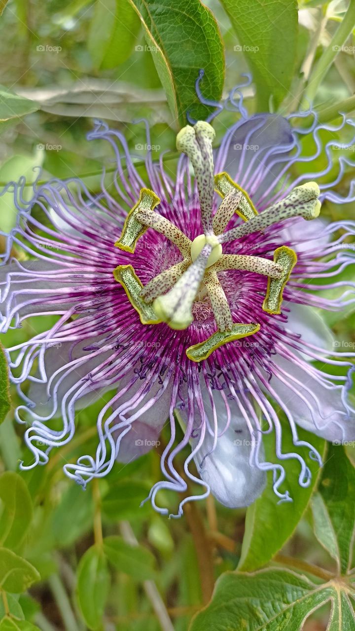 passion fruit from the bush, typical of the serrado.