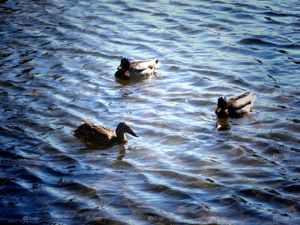 ducks. trio on  the lake