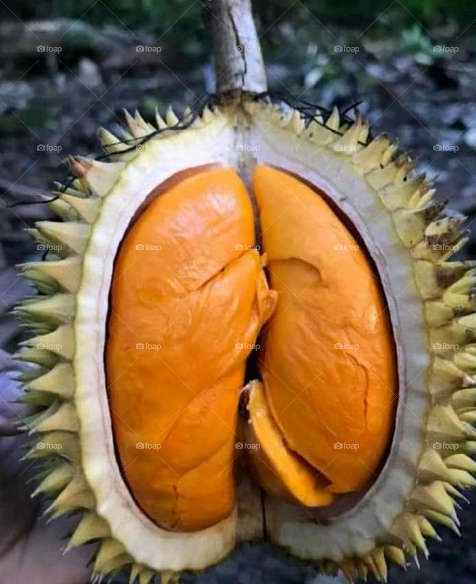 lai fruit, native borneo