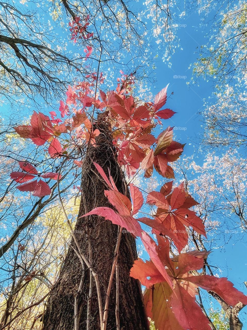 Looking up 