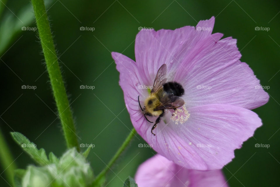 Another macro photo for my how to do macro photography starter. I have been trying to take a photo of a bee. Still not used to moving bees! But I love this shot! Isn’t it a harmonious cycle? Bee keeping the pollination alive.