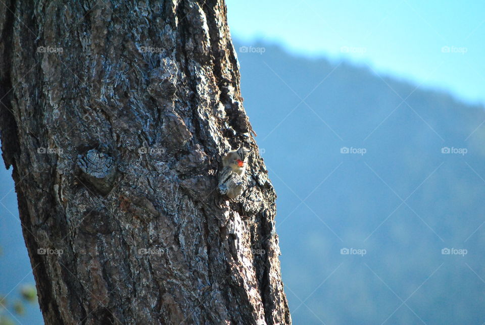 Macro shot, squirrel munching, camouflage on a tree