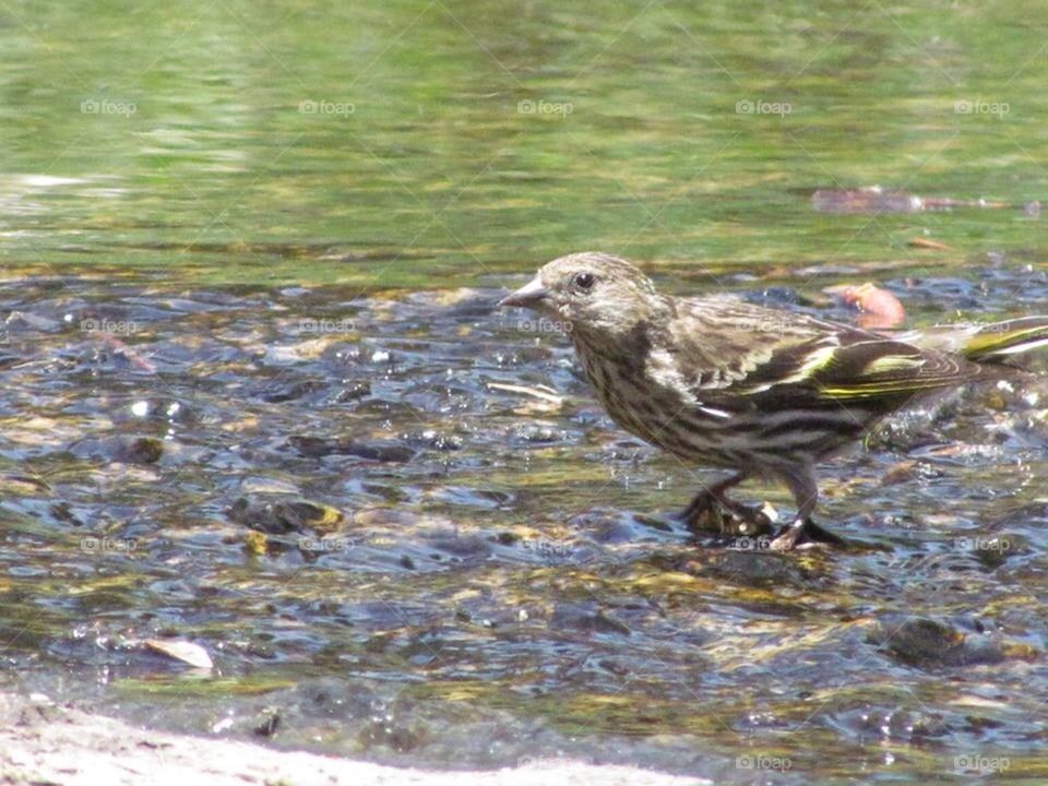 Bird Bath