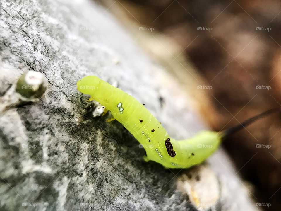 Once again with worm. This is before he or she...? got up there to flower. Step by step to hit the target...well, can't believe that I got inspiration from worm !