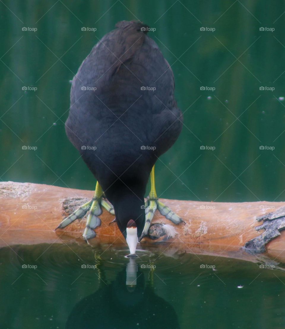 A Coot Drinking at the Lake