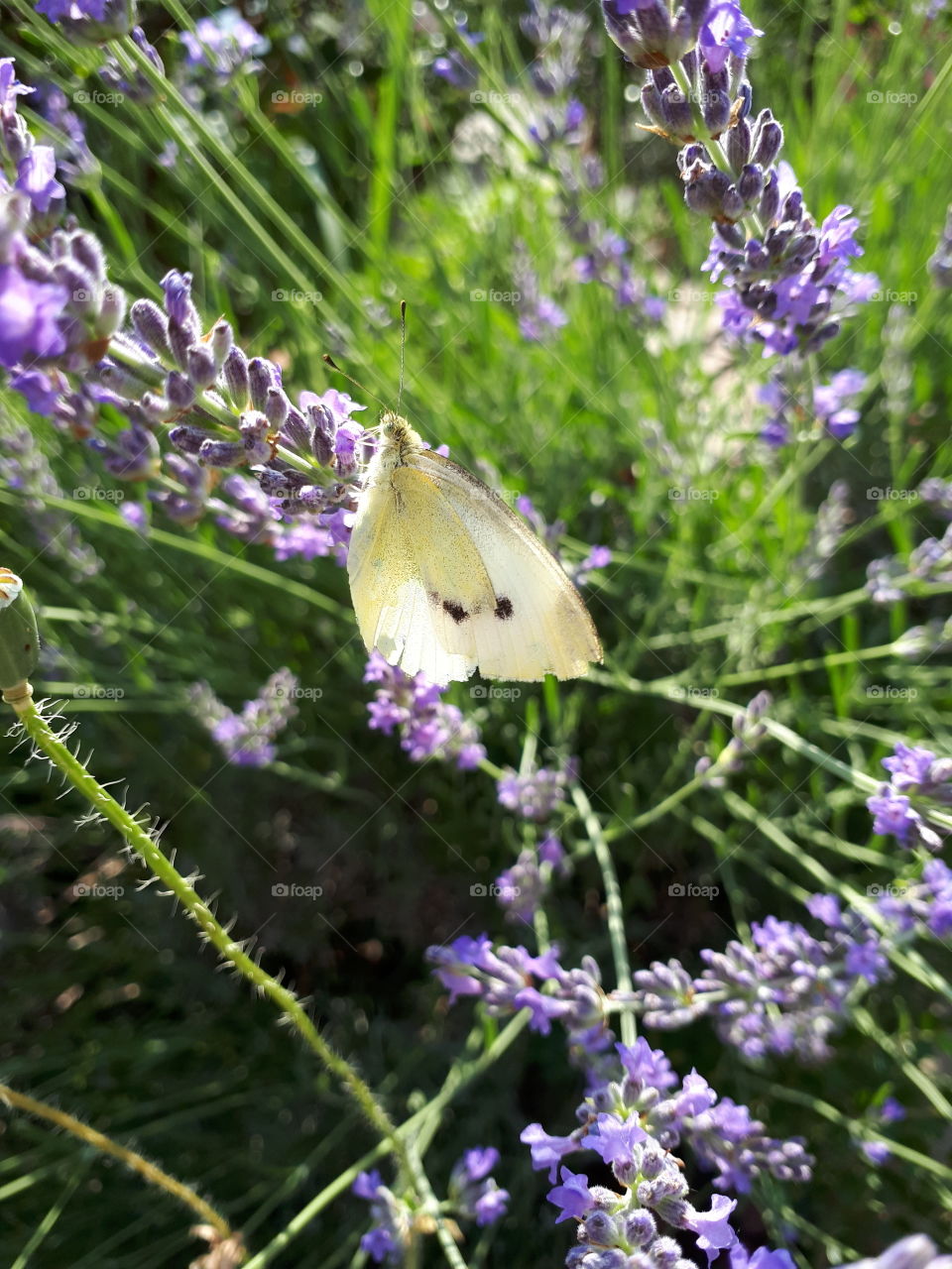 butterfly
