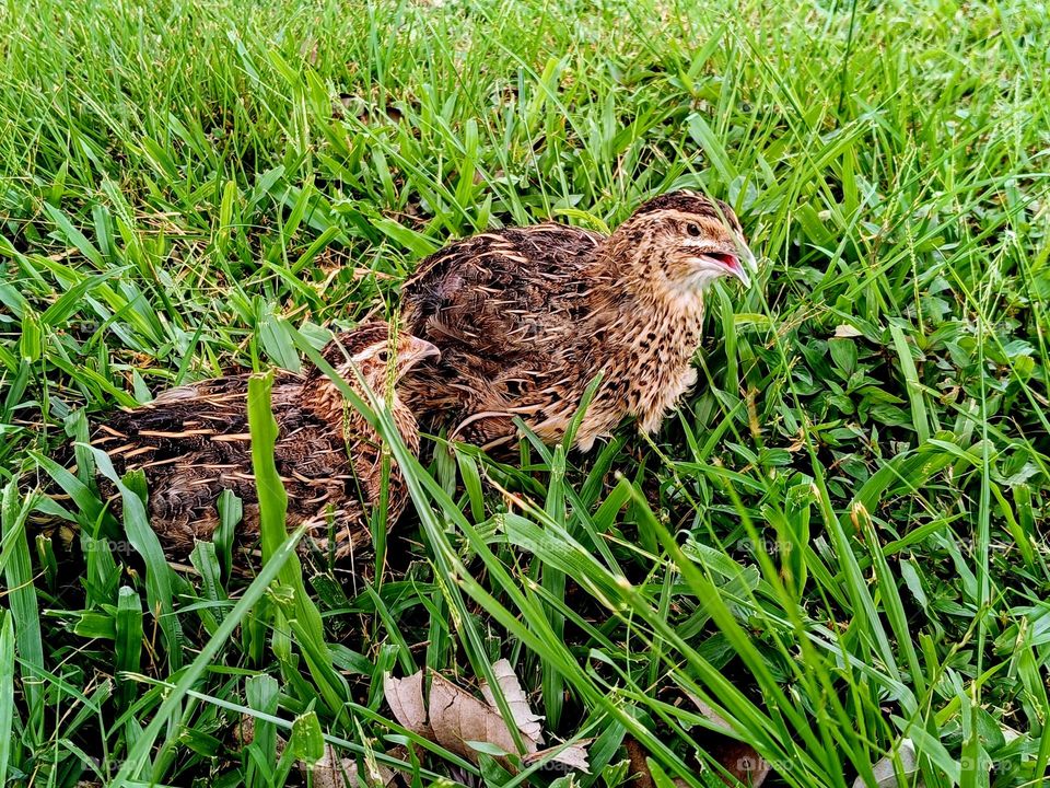 Two beautiful female quails in the field.