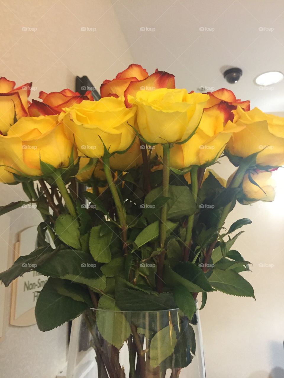 No Person, Flower, Nature, Flora, Leaf