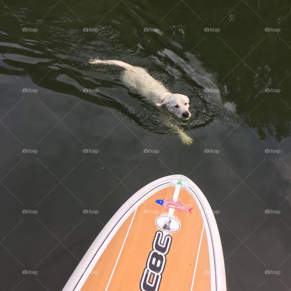 Dog for a swim