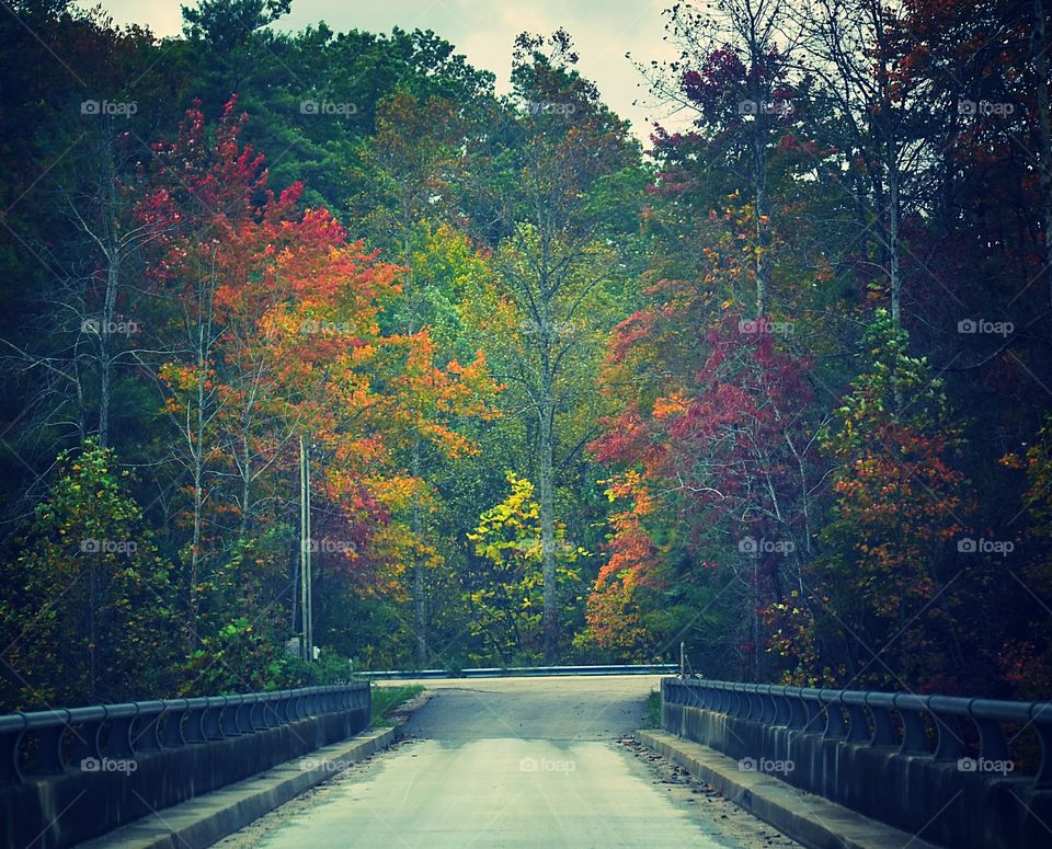The bridge to fall colors
