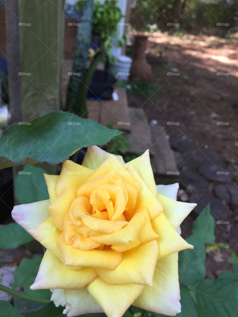 Yellow rose